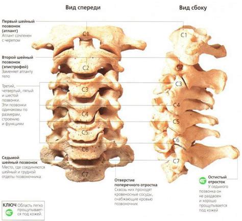 артроза на сводовете на гръбначните стави